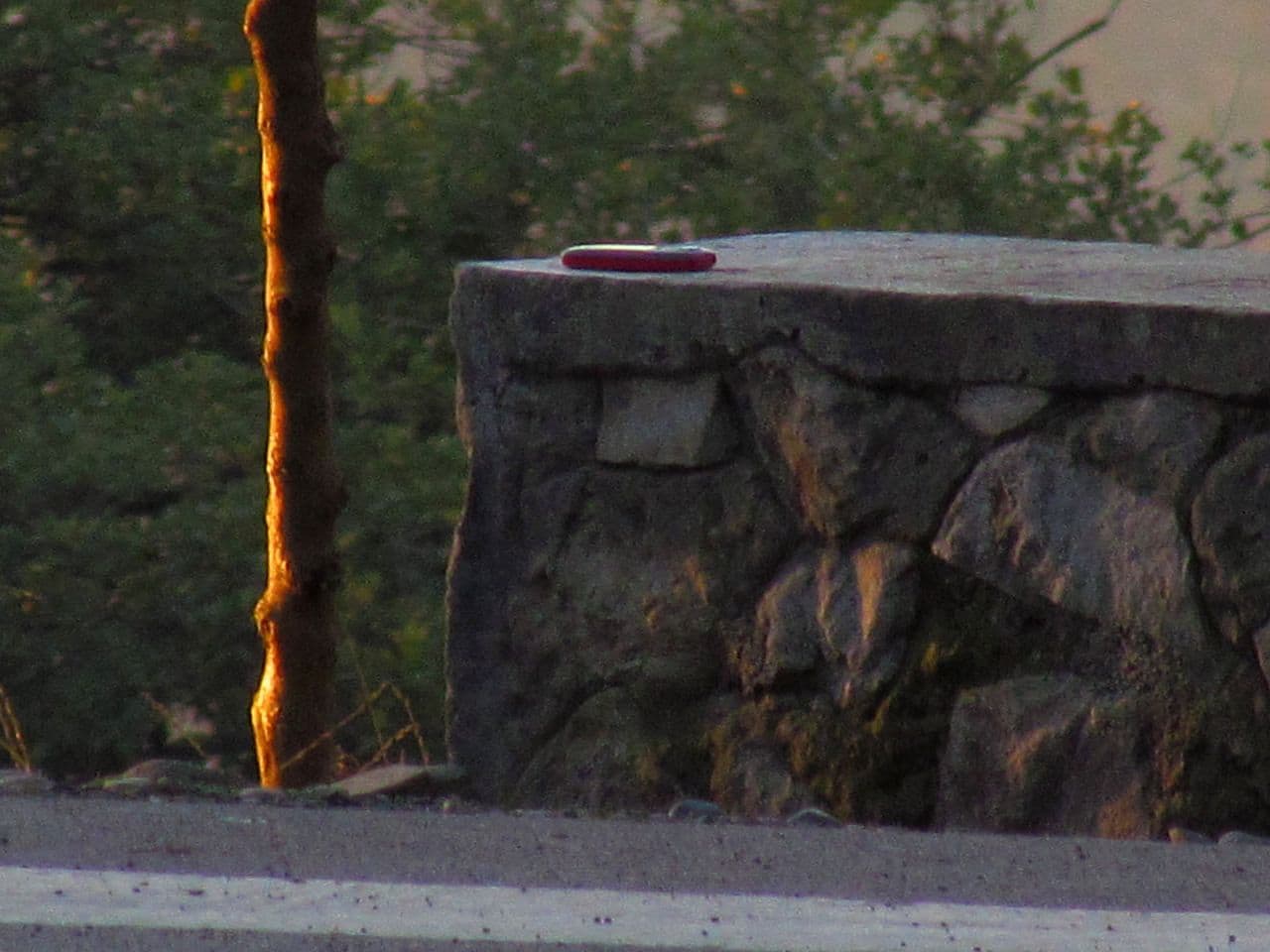 A phone left on a low stone wall beside a bare tree in the evening light.